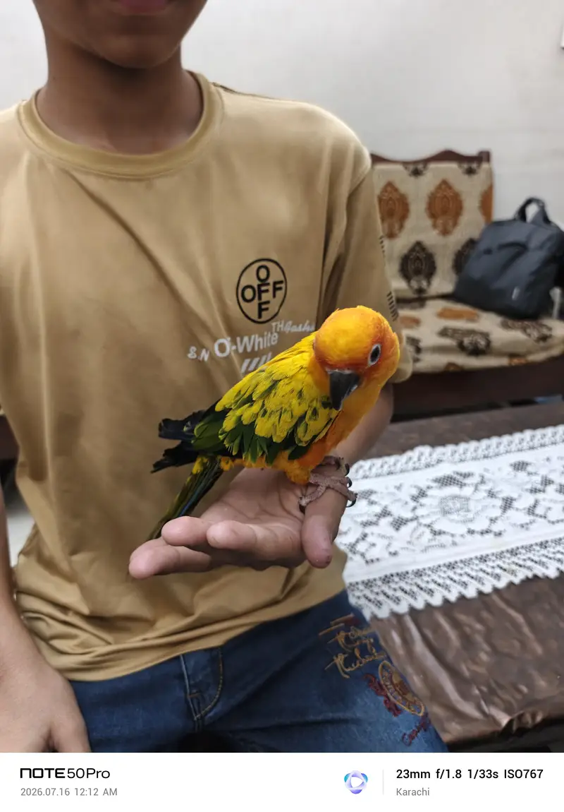 Sunconure — photo 7