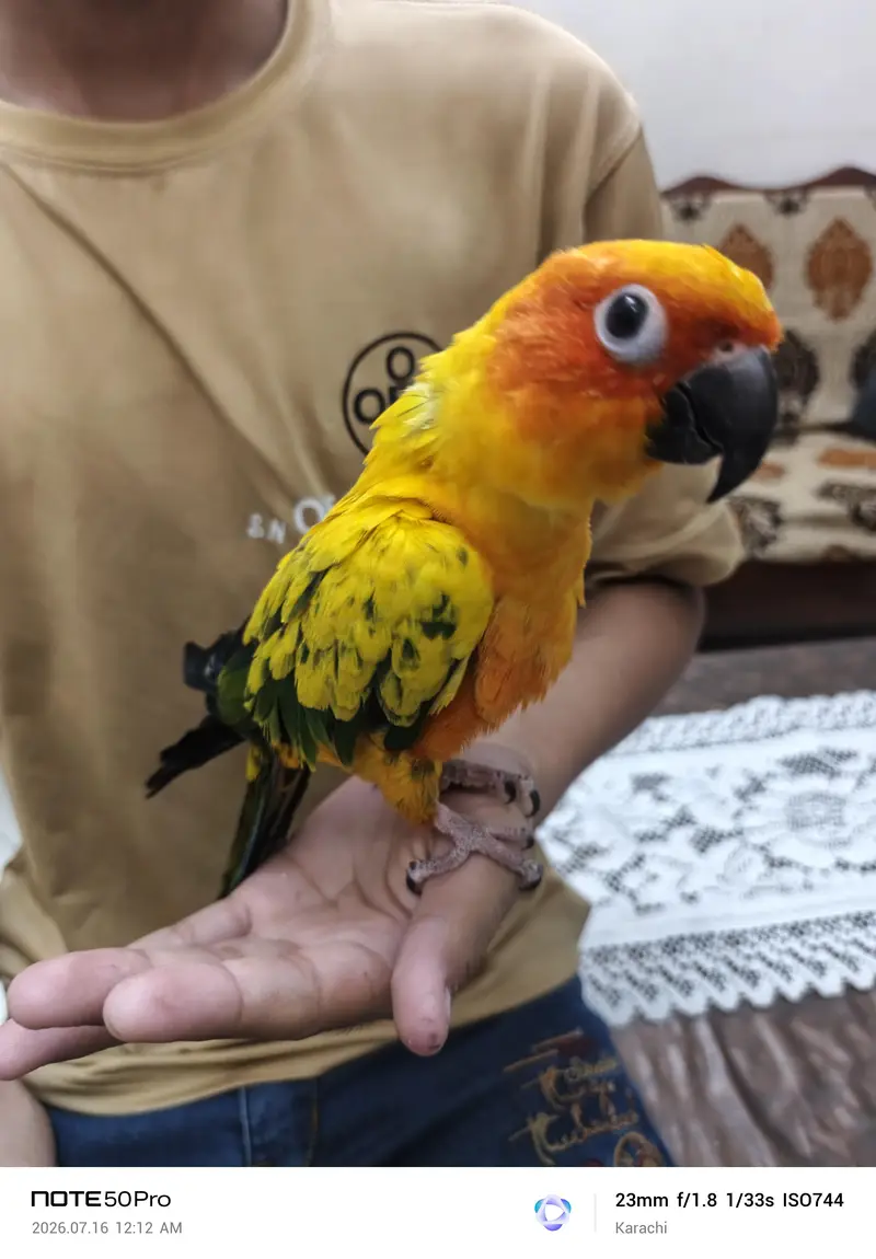 Sunconure — photo 8