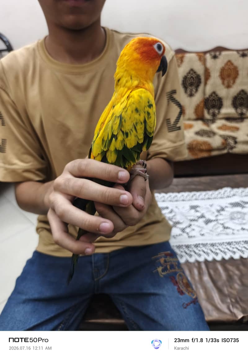 Sunconure 8