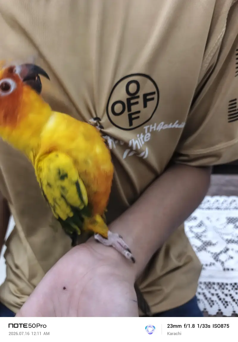 Sunconure — photo 10