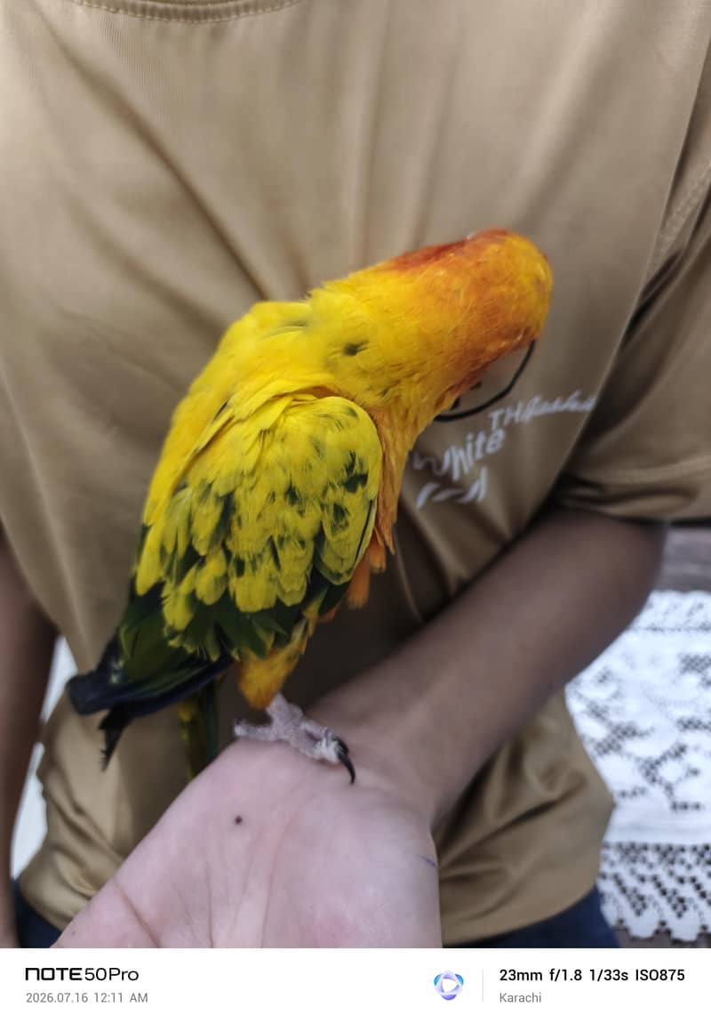 Sunconure 10