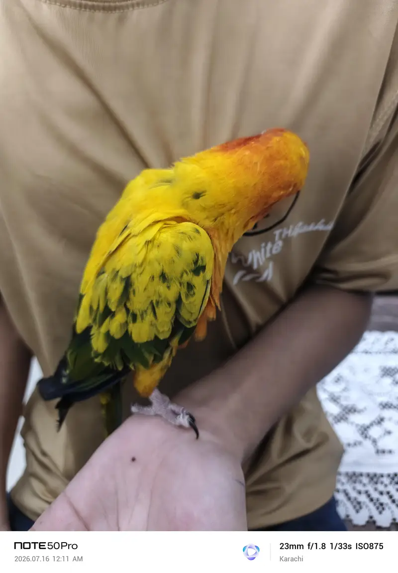 Sunconure — photo 11