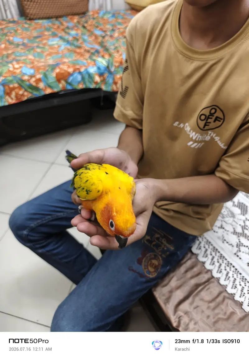 Sunconure — photo 12