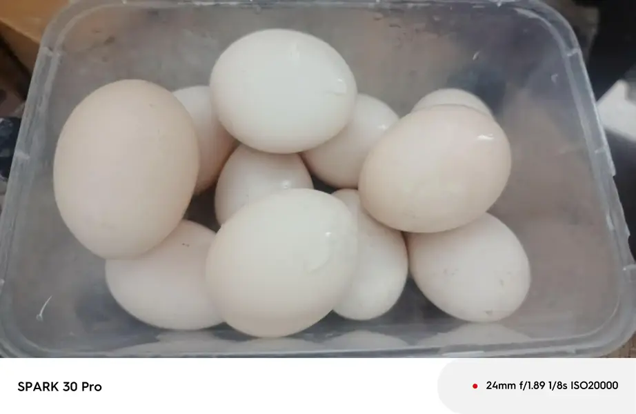 Sindhi  mianwali and desi aseel  male  and fresh fertile eggs — photo 7