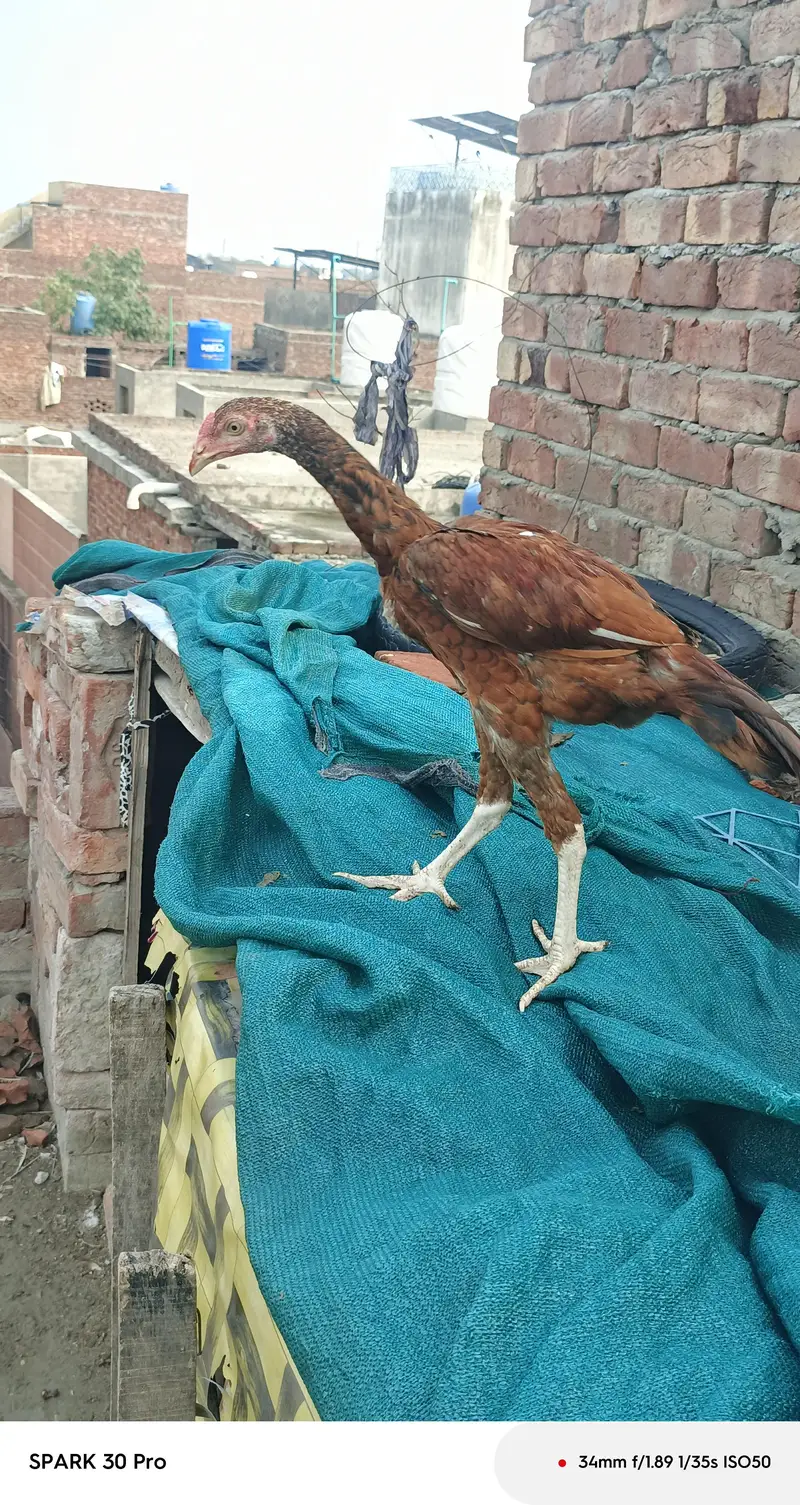 Sindhi  mianwali and desi aseel  male  and fresh fertile eggs — photo 8