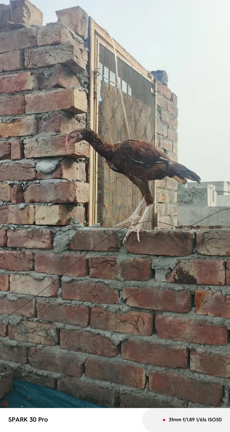 Sindhi  mianwali and desi aseel  male  and fresh fertile eggs — photo 9