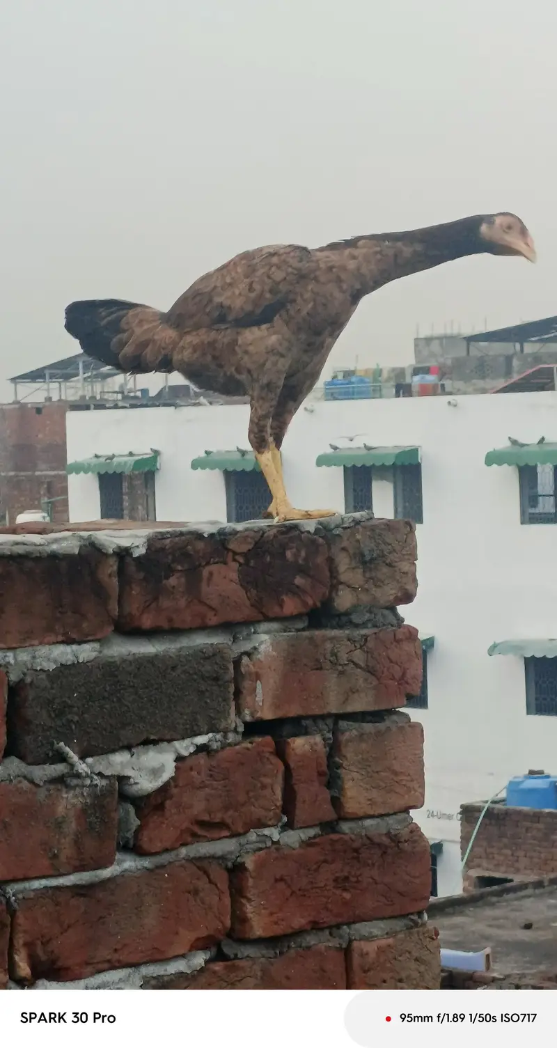 Sindhi  mianwali and desi aseel  male  and fresh fertile eggs — photo 10
