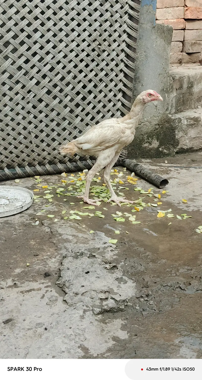 Sindhi  mianwali and desi aseel  male  and fresh fertile eggs — photo 11