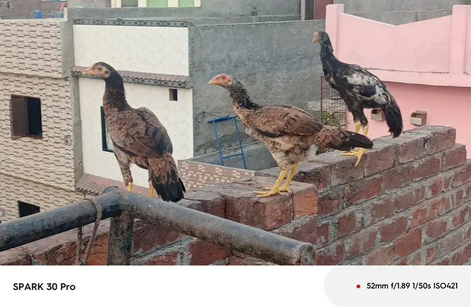 Sindhi  mianwali and desi aseel  male  and fresh fertile eggs — photo 12