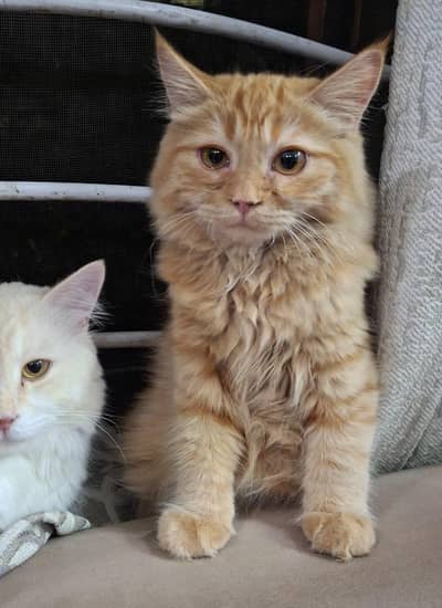 Persian triple coat kitten