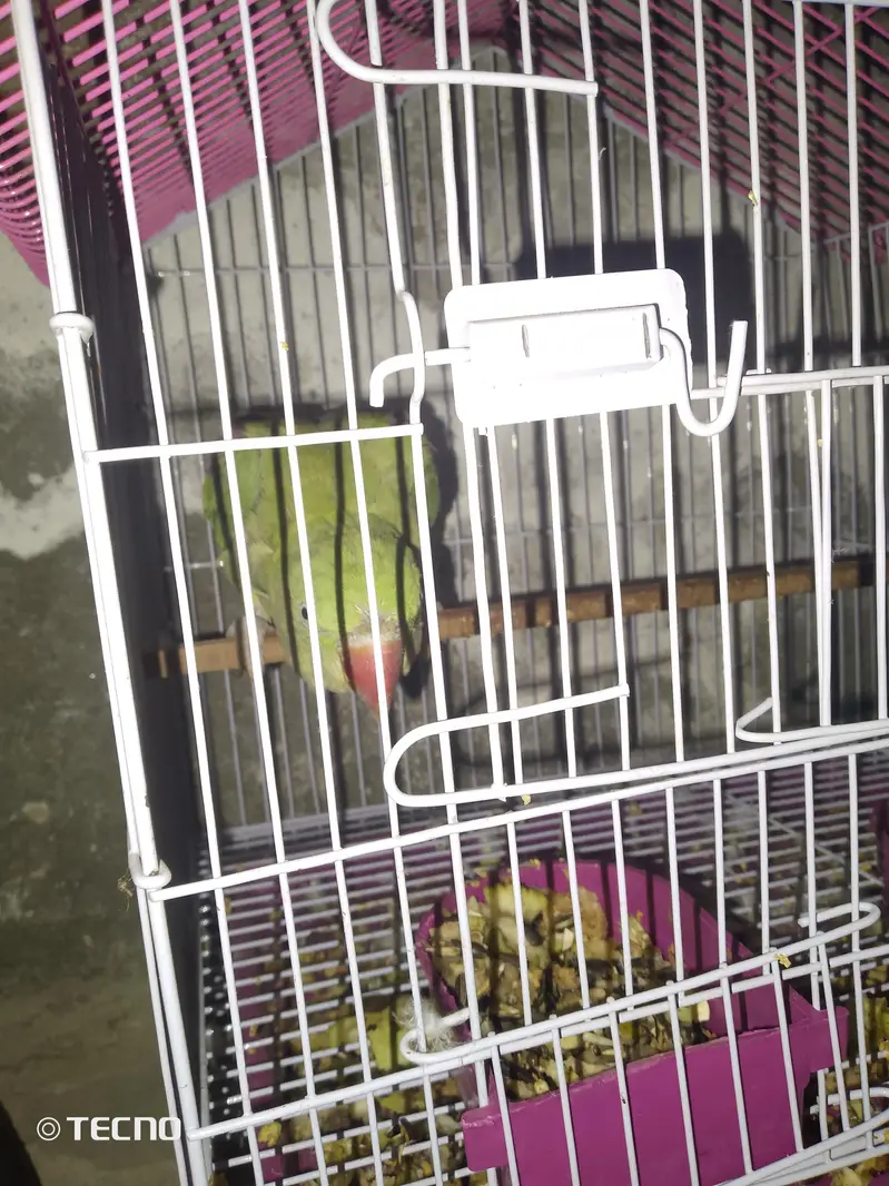 breeder female ha bolte ha — photo 3