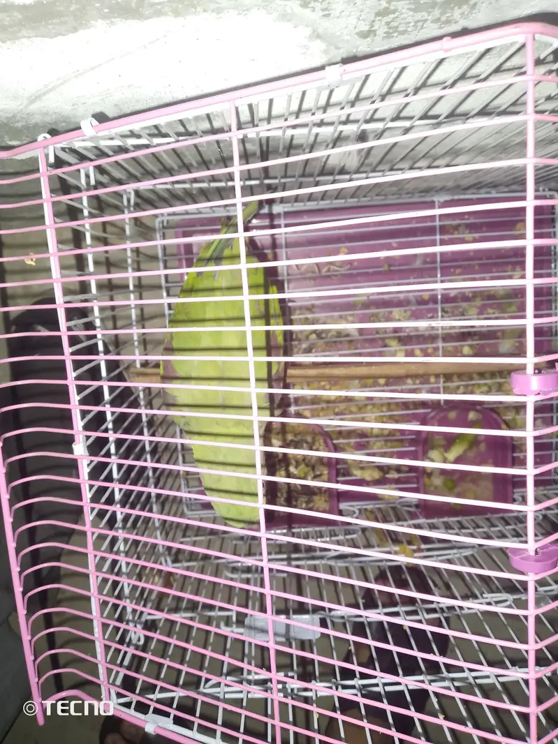 breeder female ha bolte ha — photo 4