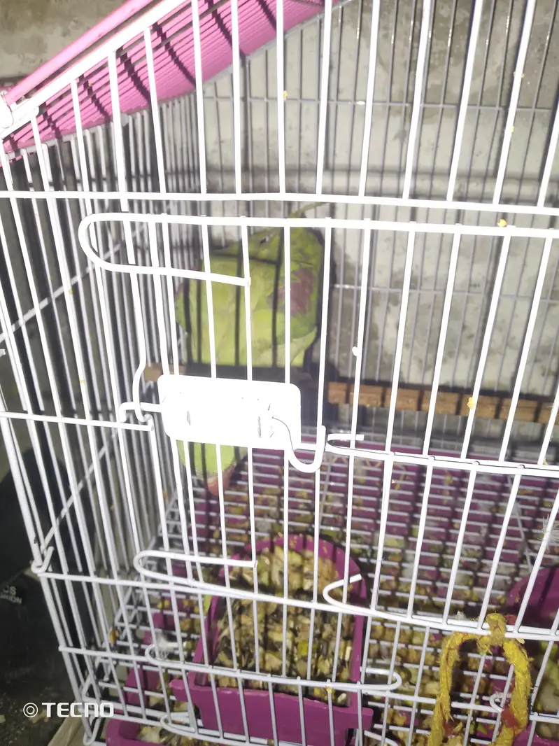 breeder female ha bolte ha — photo 5