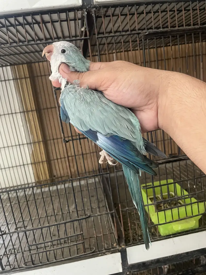 Blue Monk Breeder female