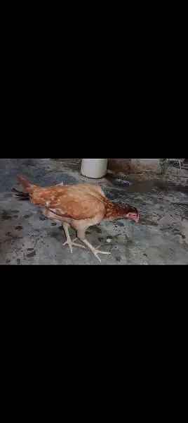 aseel murgi for sale — photo 4