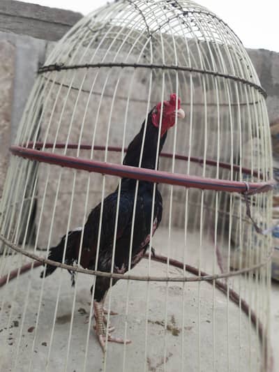 aseel murga