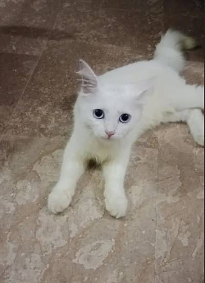 Beautiful Persian Cat for Sale