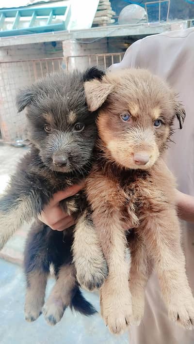 Sashion German Shepherd puppy