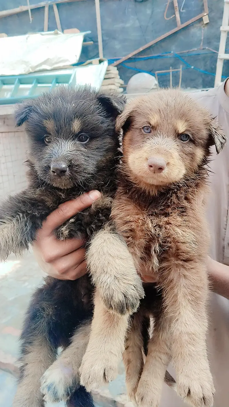 Sashion German Shepherd puppy — photo 2