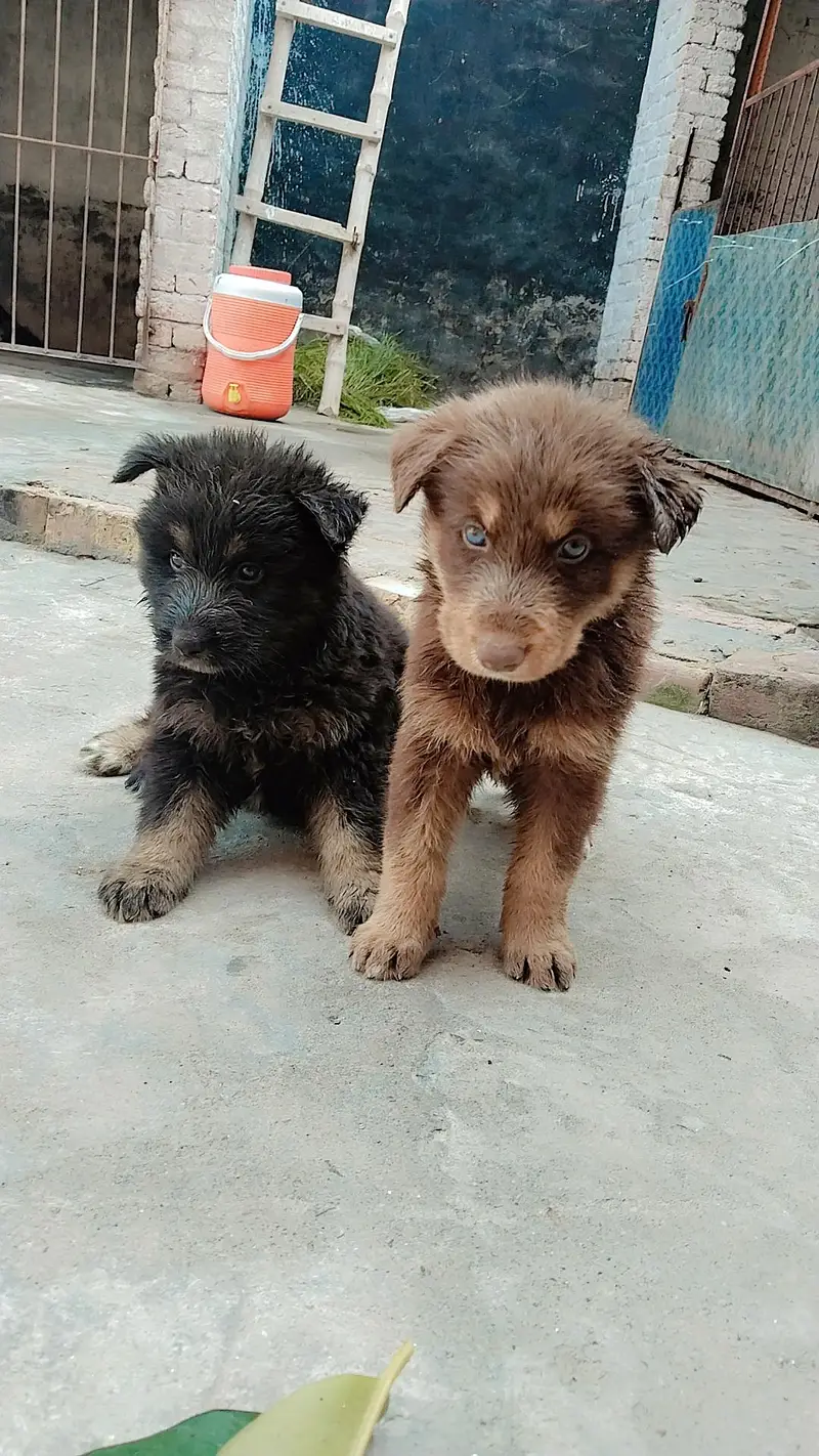 Sashion German Shepherd puppy — photo 3