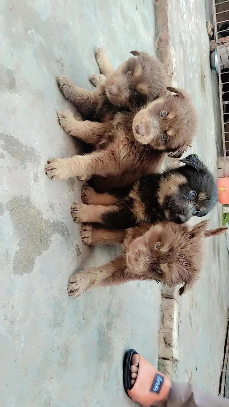 Sashion German Shepherd puppy — photo 4
