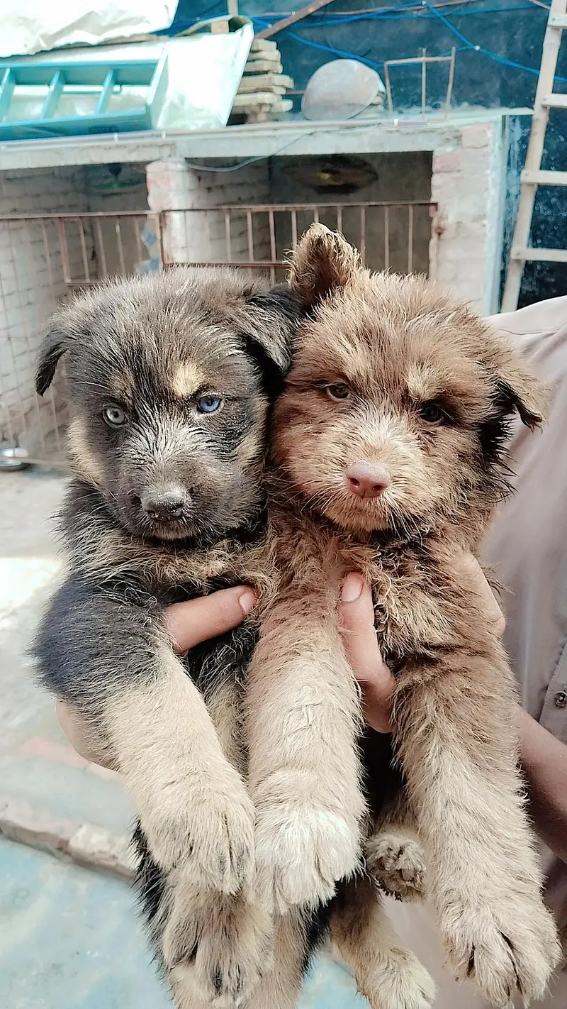 Sashion German Shepherd puppy — photo 5