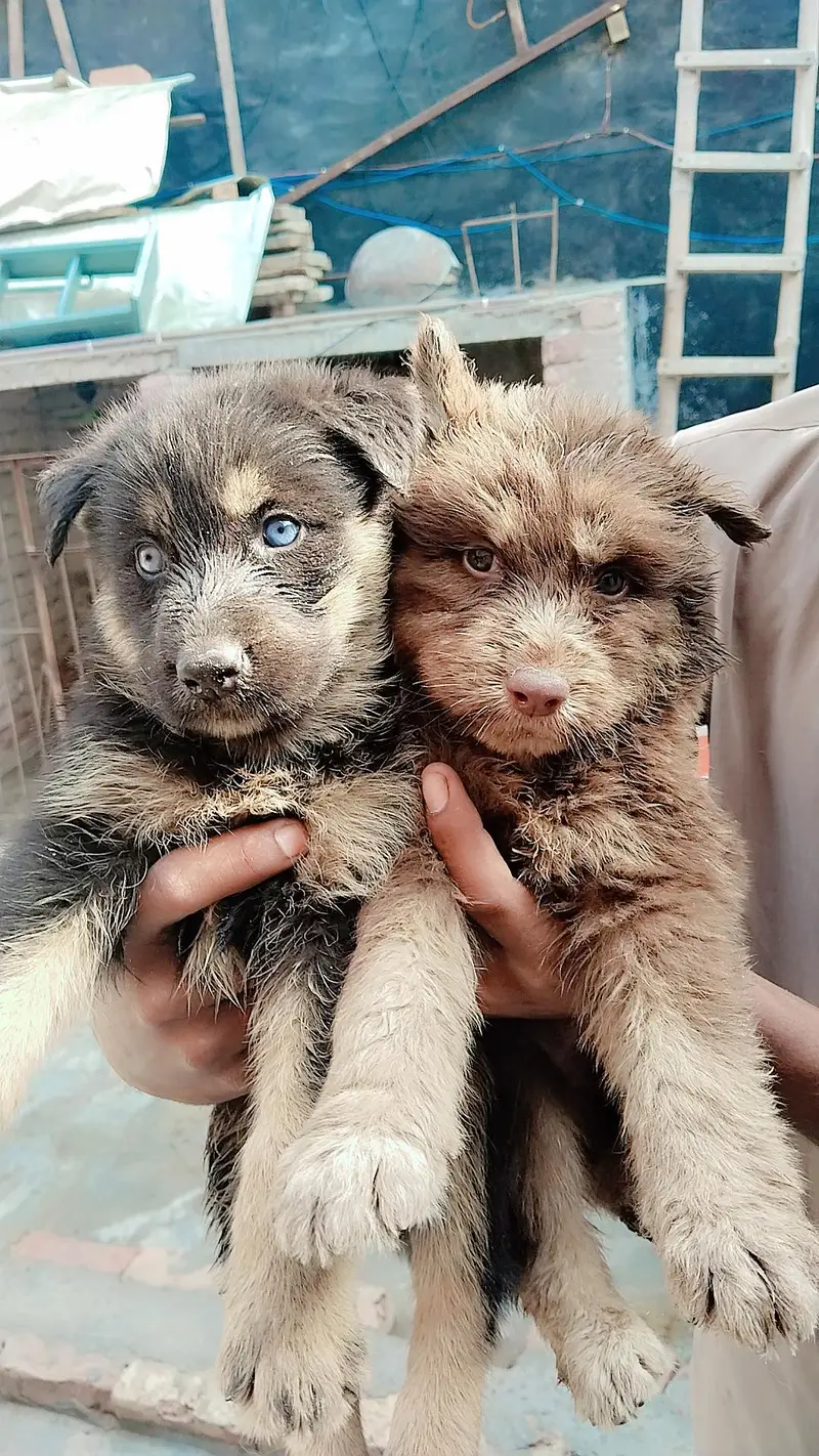 Sashion German Shepherd puppy — photo 6