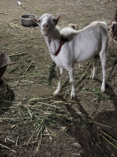 Teddi gulabi bakra