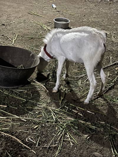 Teddi gulabi bakra