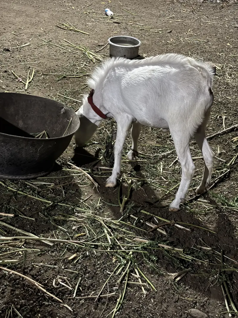 Teddi gulabi bakra — photo 2