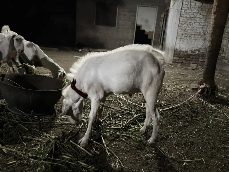 Teddi gulabi bakra — photo 3