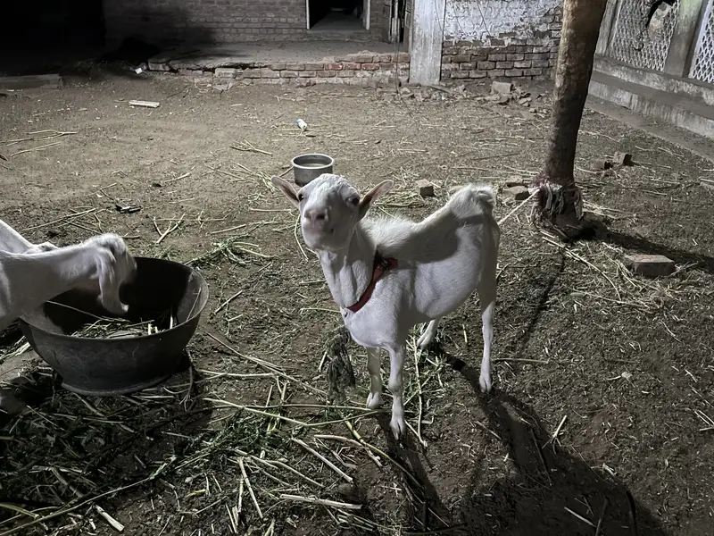 Teddi gulabi bakra — photo 4