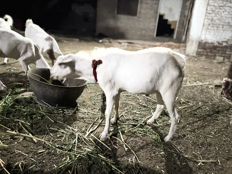 Teddi gulabi bakra — photo 5