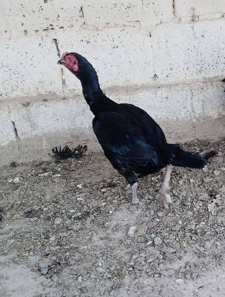 اصیل کڑک مرغی فارسیل 1