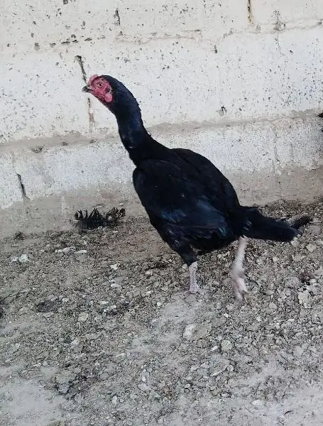 اصیل کڑک مرغی فارسیل — photo 2