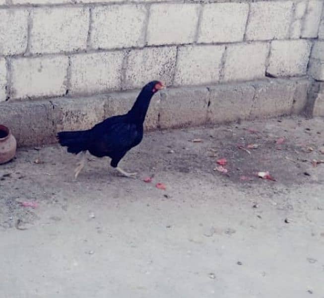 اصیل کڑک مرغی فارسیل 2