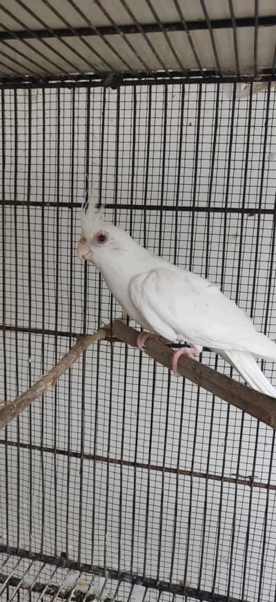 Eno white male
