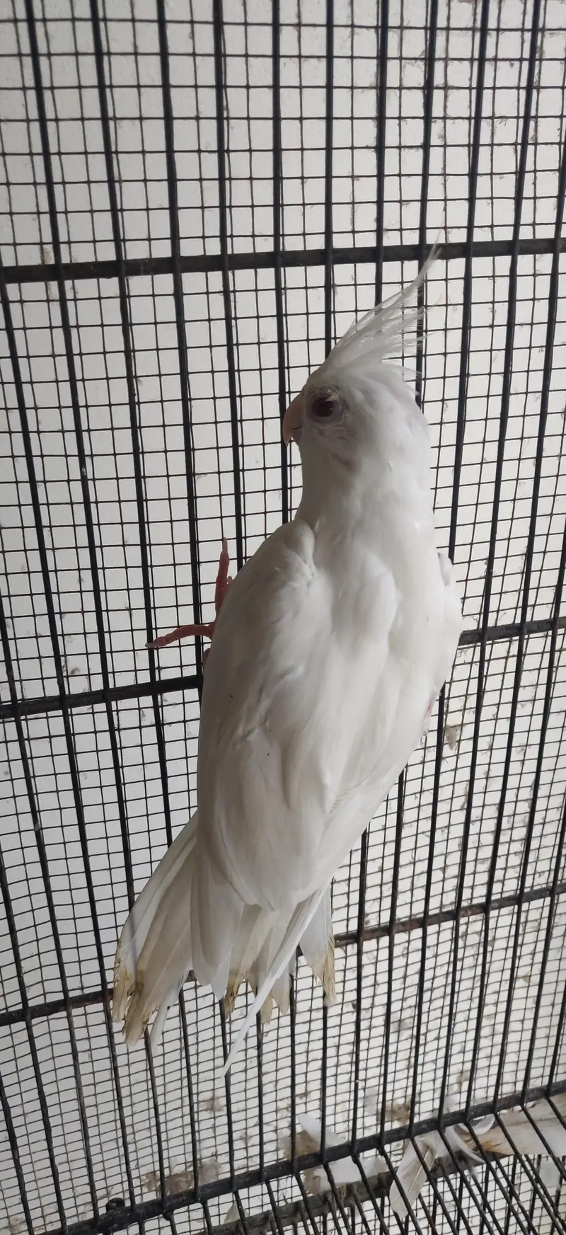 Eno white male — photo 2