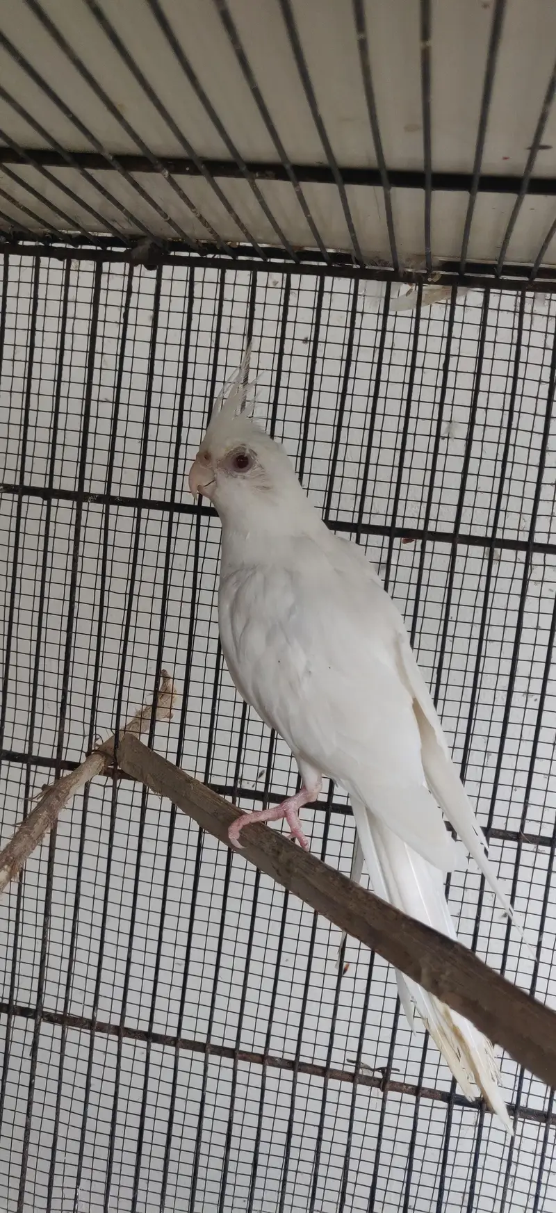 Eno white male — photo 3
