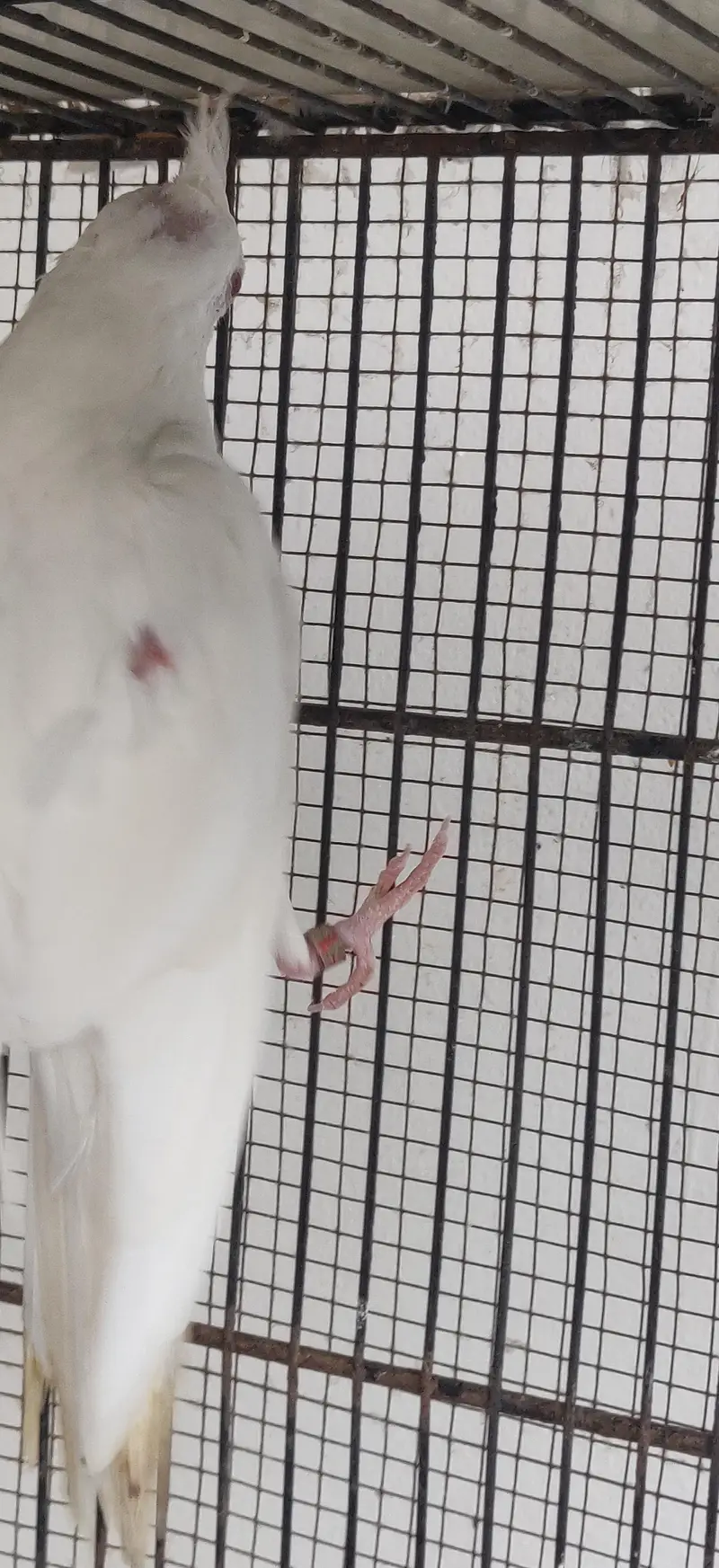 Eno white male — photo 4