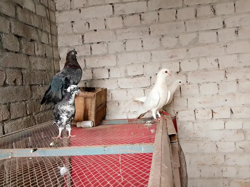 sherazi kabootar — photo 2
