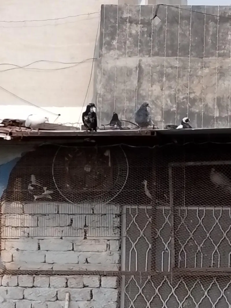 sherazi kabootar — photo 5