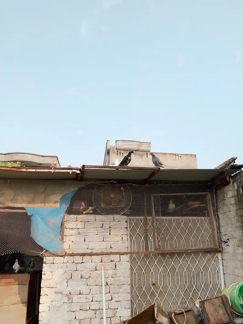 sherazi kabootar — photo 6