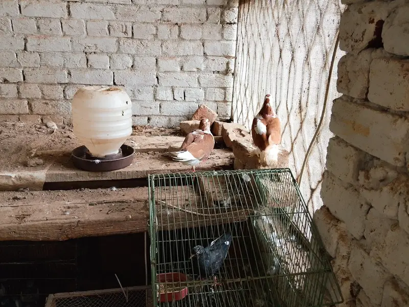 sherazi kabootar — photo 7