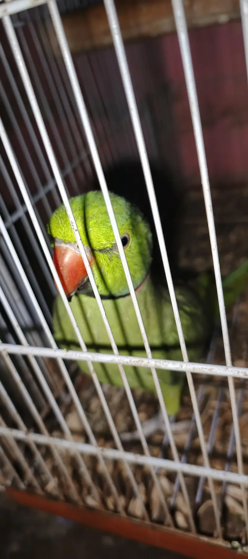 Assalam a walikom toking parrot haldy &  active ha naal taal fliy All — photo 2