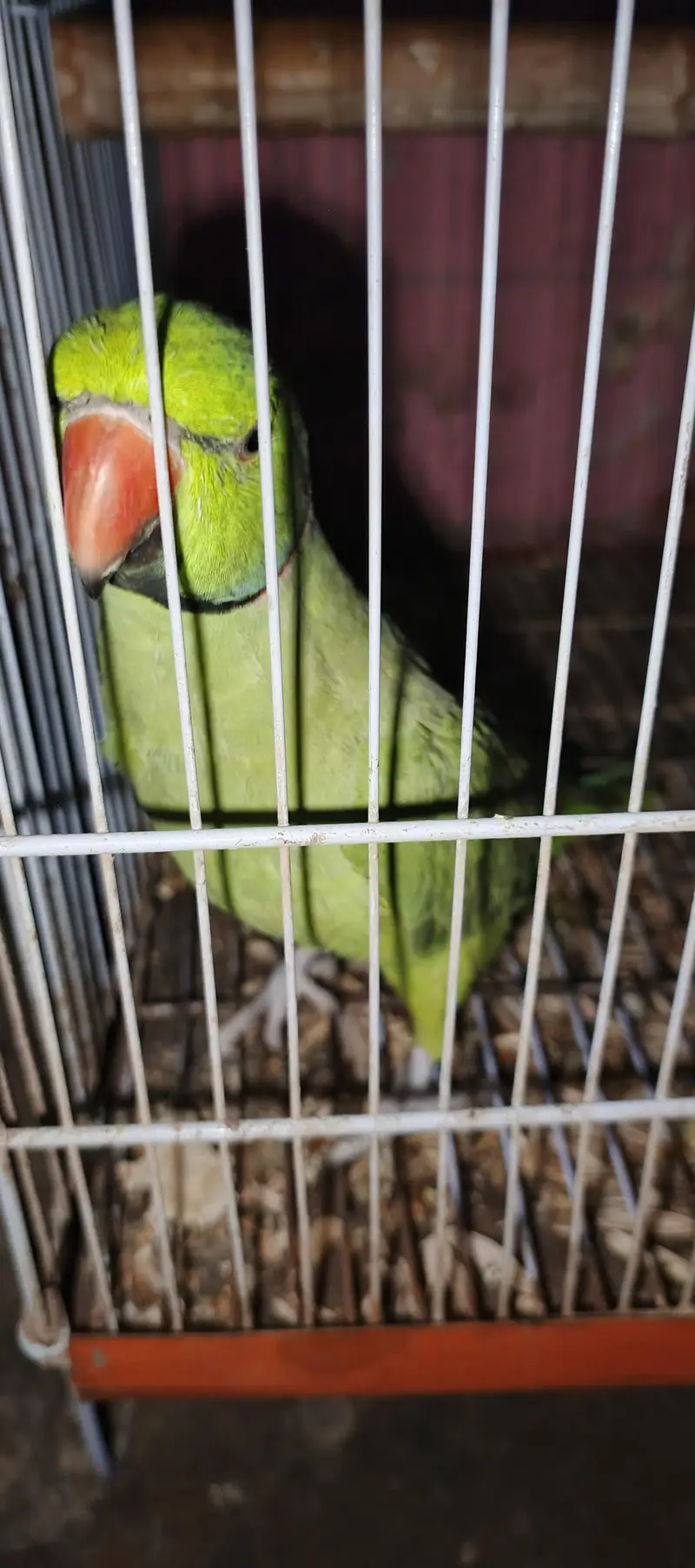 Assalam a walikom toking parrot haldy &  active ha naal taal fliy All — photo 3