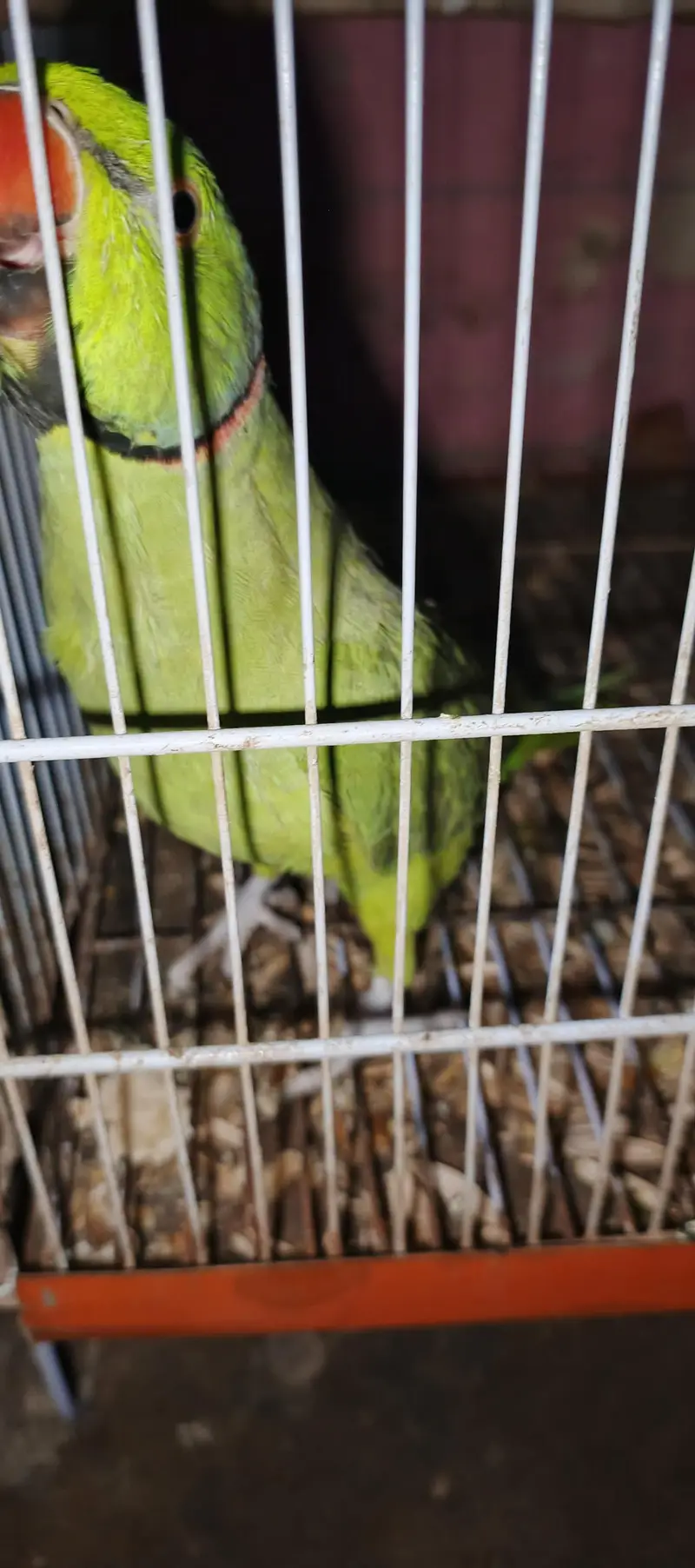 Assalam a walikom toking parrot haldy &  active ha naal taal fliy All — photo 4