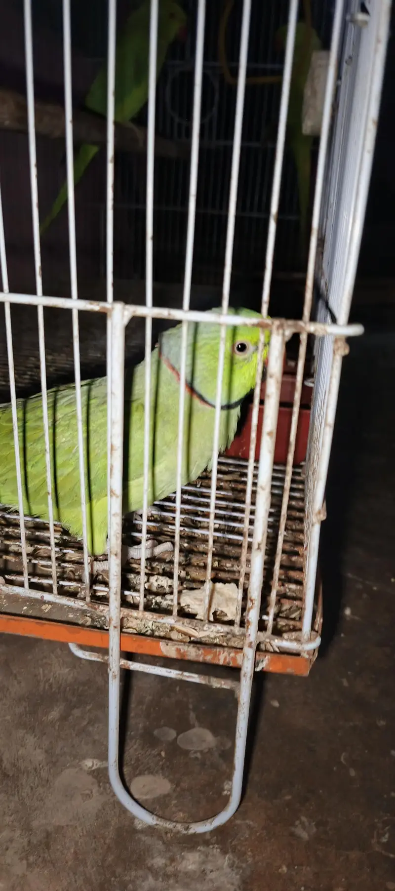 Assalam a walikom toking parrot haldy &  active ha naal taal fliy All — photo 5