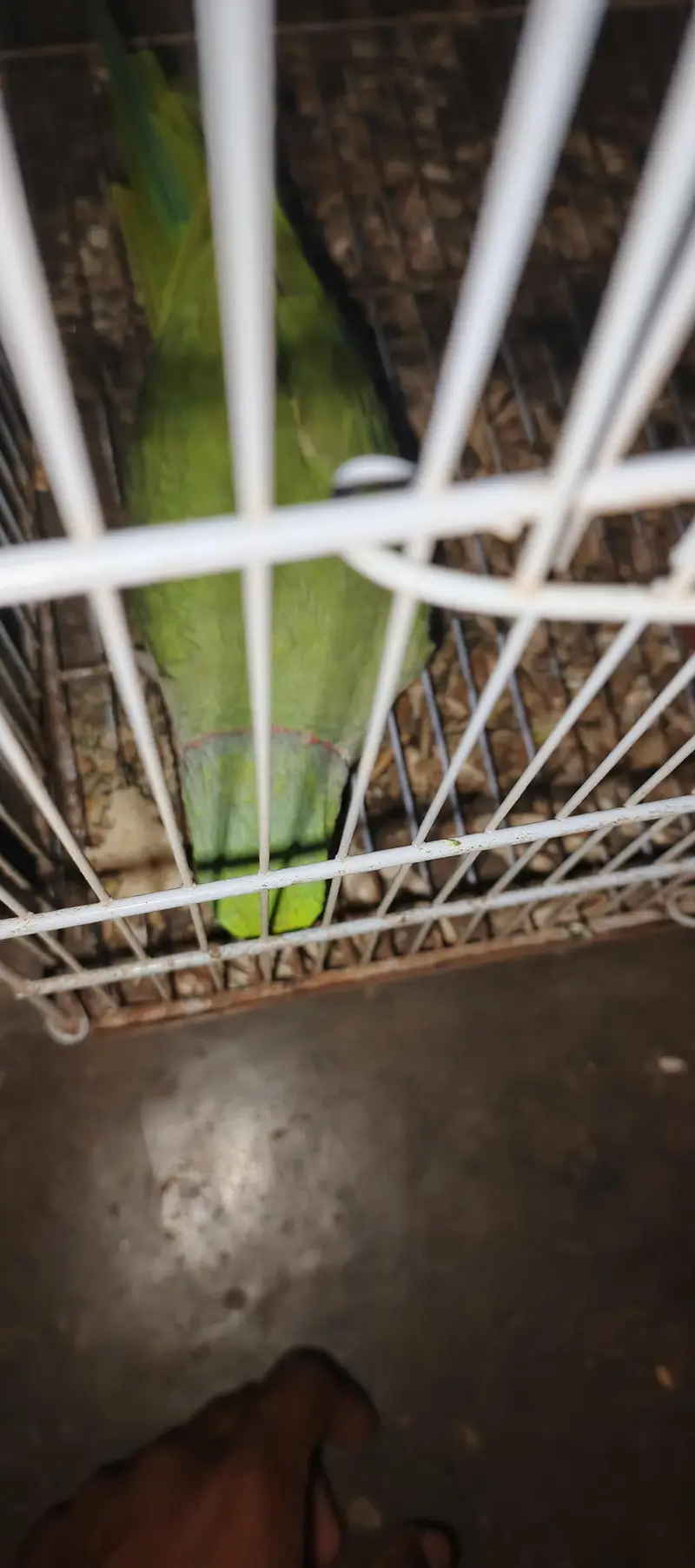 Assalam a walikom toking parrot haldy &  active ha naal taal fliy All — photo 6