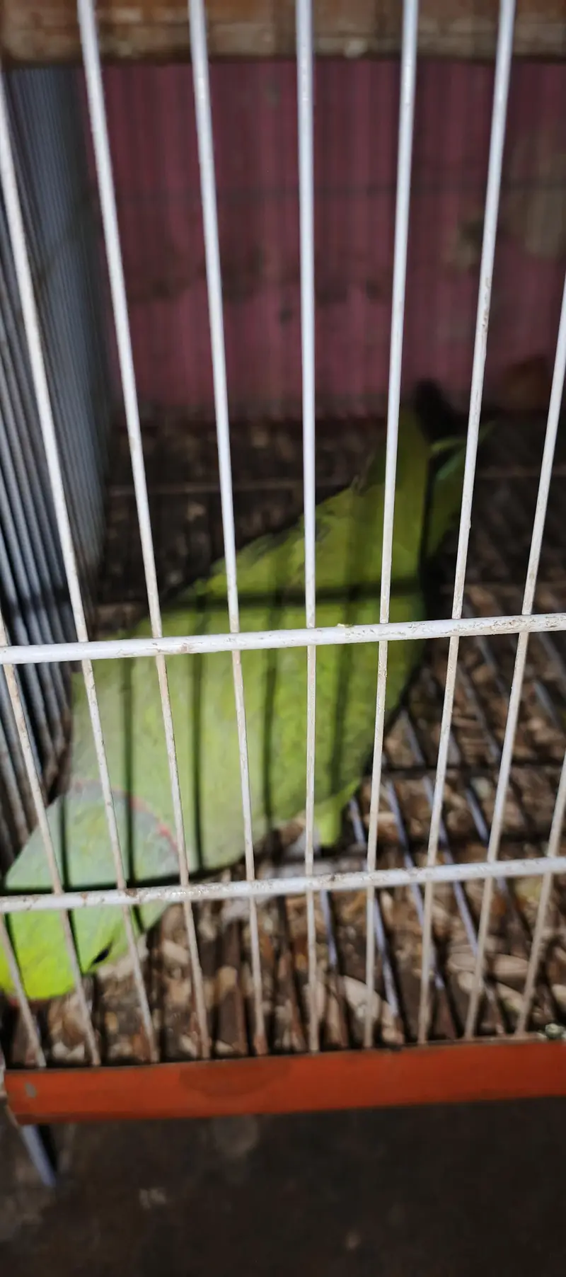 Assalam a walikom toking parrot haldy &  active ha naal taal fliy All — photo 7